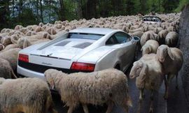 زحام من نوع آخر