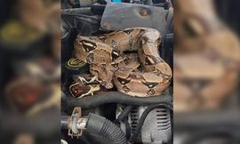 boa-constrictor-in-stoughton-1534011557