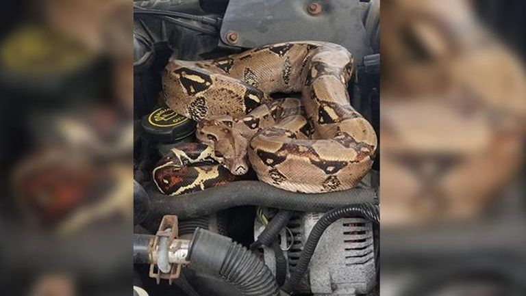 boa-constrictor-in-stoughton-1534011557