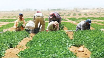 الزراعة في المفرق - (تصوير أمير خليفة)