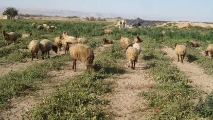 مواش ترعى بأحد المحاصيل الزراعية في وادي الأردن-(الغد)
