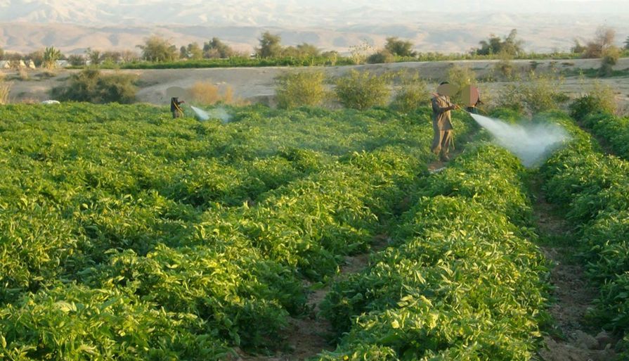 مزارع يقوم برش مزروعاته بالمبيدات في وادي الأردن copy