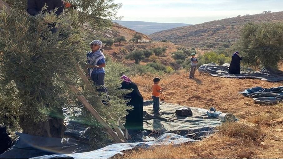 Jordan: Olive farmers begin harvest season in Ajloun