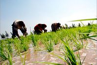 التصويت على مشروع قانون زراعة الأرز بالمحافظات الحدودية