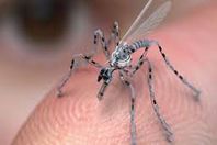 بالفيديو.. حشرات ذكية للعثور على الناجيين بين الأنقاض