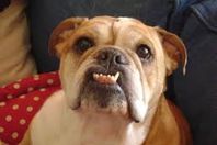  44 ألف دولار لعلاج كلب أنقذ طفلة