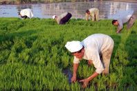 الحكومة تتخلص من زراعة الأرز