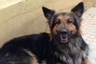 كلب مسعور يعقر 12 شخصًا في قرية سبرباى بطنطا  