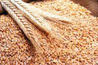 مصر تشتري 360 ألف طن من القمح