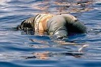 كشف غموض واقعة العثور على جثة شاب بترعة الملاح