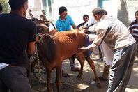 بدء حملة التحصين ضد الحمى القلاعية