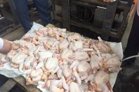 بالصور.. كارثة 200 كيلو دواجن محقونة بالمياه ببورسعيد