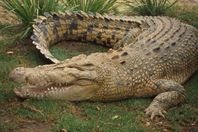 تمساح يسحب طفلا إلى داخل بحيرة