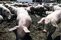 مطالب بتأجيل الدراسة برشيد لانتشار إنفلونزا الخنازير