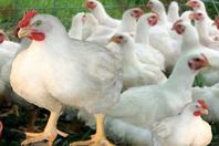 كيلو الفراخ البيضاء بـ31 جنيهاً