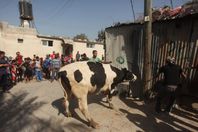 وقف الديانة التركي يشرع بذبح 100 بقرة في غزة