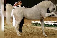  بالصور...كيف يتم اختيار أجمل الخيول العربية؟