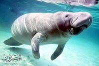 صورة عروس بحر