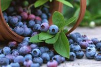 التوت الأزرق