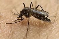 الذبابة المسببة لفيروس زيكا - صورة أرشيفية