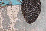 خلية نحل إيطالي