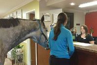 ليندسى مع حصانها