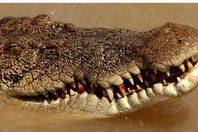 التمساح قاتل العجوز