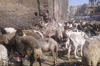 شارع المدارس بالفيوم