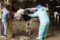 تحصين مواشى