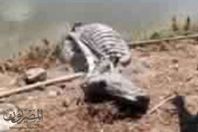 بالصورمزرعة لتربية الأسماك على الحمير والحيوانات النافقة بالإسكندريه