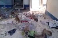 الكلاب الضالة بمكاتب الموظفين بالفيوم