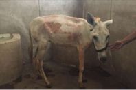 حمار يسافر إلي سويسرا