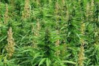 نبات الحشيش