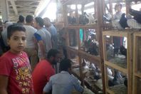 سوف بيع الحمام بالمنيا