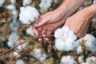 القطن المصرى