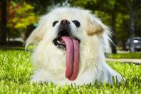 كلبة تدخل جينس بطول لسانها