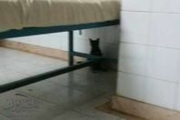 القطط تملئ مستشفي شبراخيت المركزي