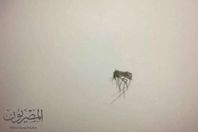 صورالبعوض في احد منازل أهالي سفاجا