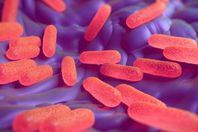 السالمونيلا