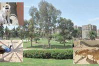 احدى حدائق الحيوان فى مصر