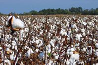 القطن
