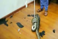 ثعبان ضخم يسقط على عمال بنك خلال اجتماعهم