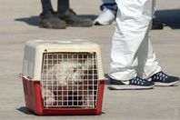 كلبة مهاجرة