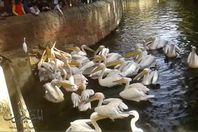 البجع في حديقة الحيوان