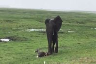 أنثى الفيل مع صغيرها