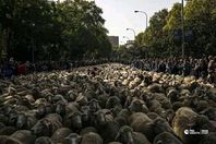 مسيرة الأغنام