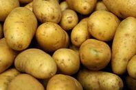 البطاطس