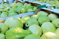 السعودية ترفع  الحظر عن الجوافة المصرية