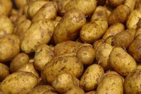 بطاطس