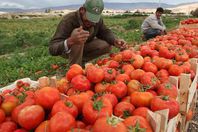 صادرات زراعية